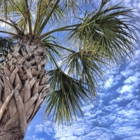 palm tree tybee