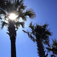 tybee palms sun 
