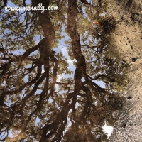 tybee trees reflection