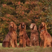 4irishsetters